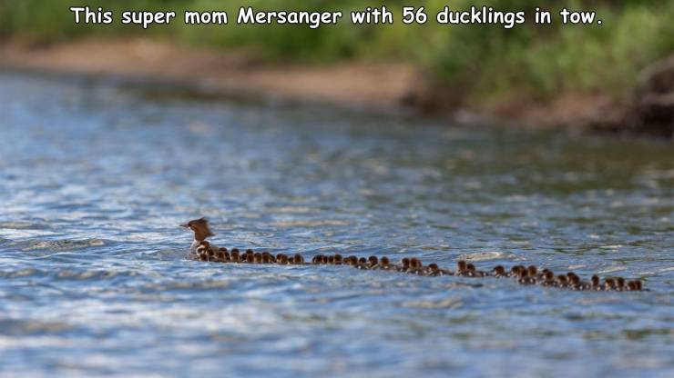 merganser with 76 ducklings - This super mom Mersanger with 56 ducklings in tow.