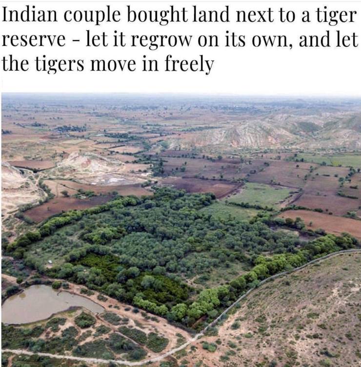 aditya singh e poonam - Indian couple bought land next to a tiger reserve let it regrow on its own, and let the tigers move in freely