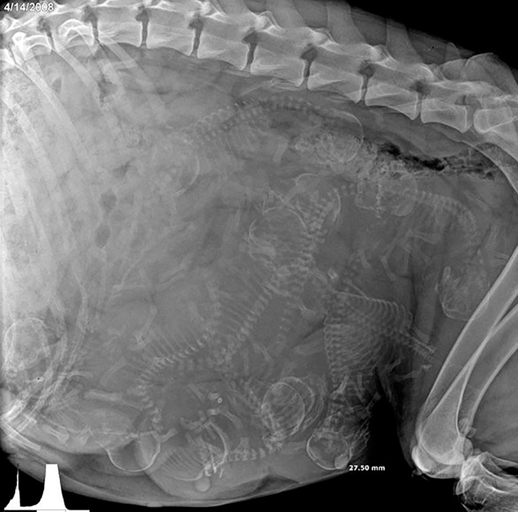 xray of pregnant dog - 4142008 27.50 mm