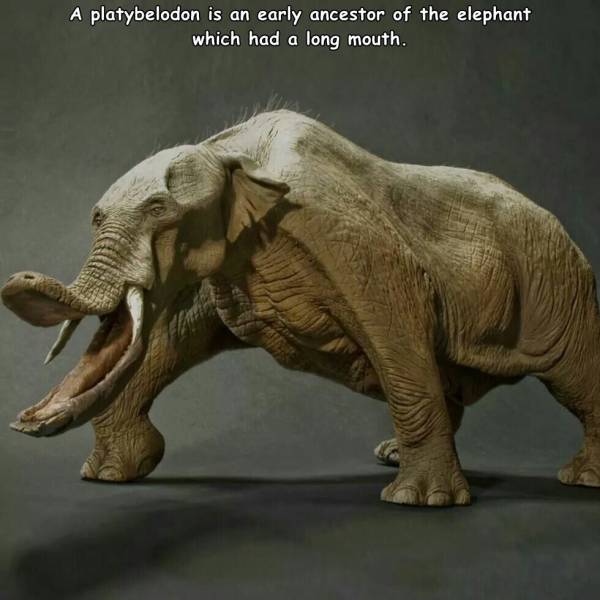 weird prehistoric mammals - A platybelodon is an early ancestor of the elephant which had a long mouth.