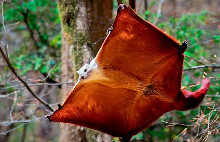 red and white giant flying squirrel