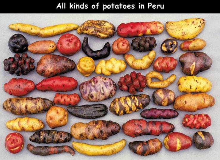 peru potatoes - All kinds of potatoes in Peru