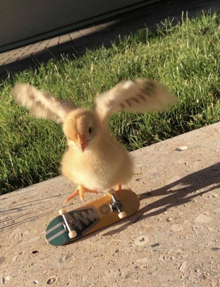 chicken doing kickflip