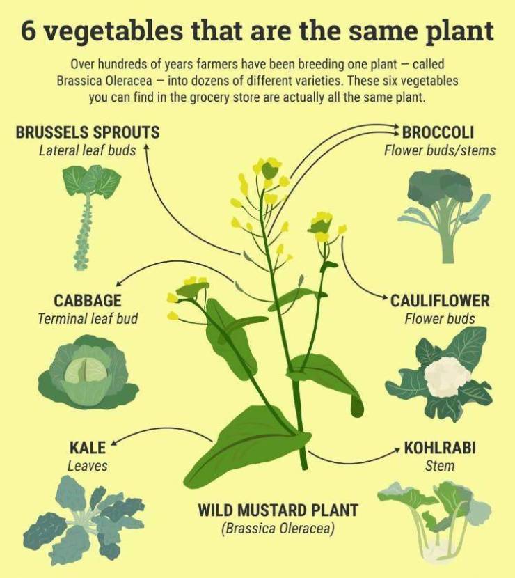 brassica oleracea - 6 vegetables that are the same plant Over hundreds of years farmers have been breeding one plant called Brassica oleracea into dozens of different varieties. These six vegetables you can find in the grocery store are actually all the s