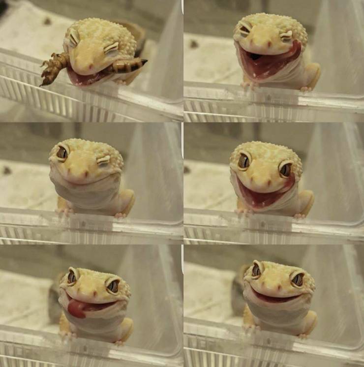 happy lizard