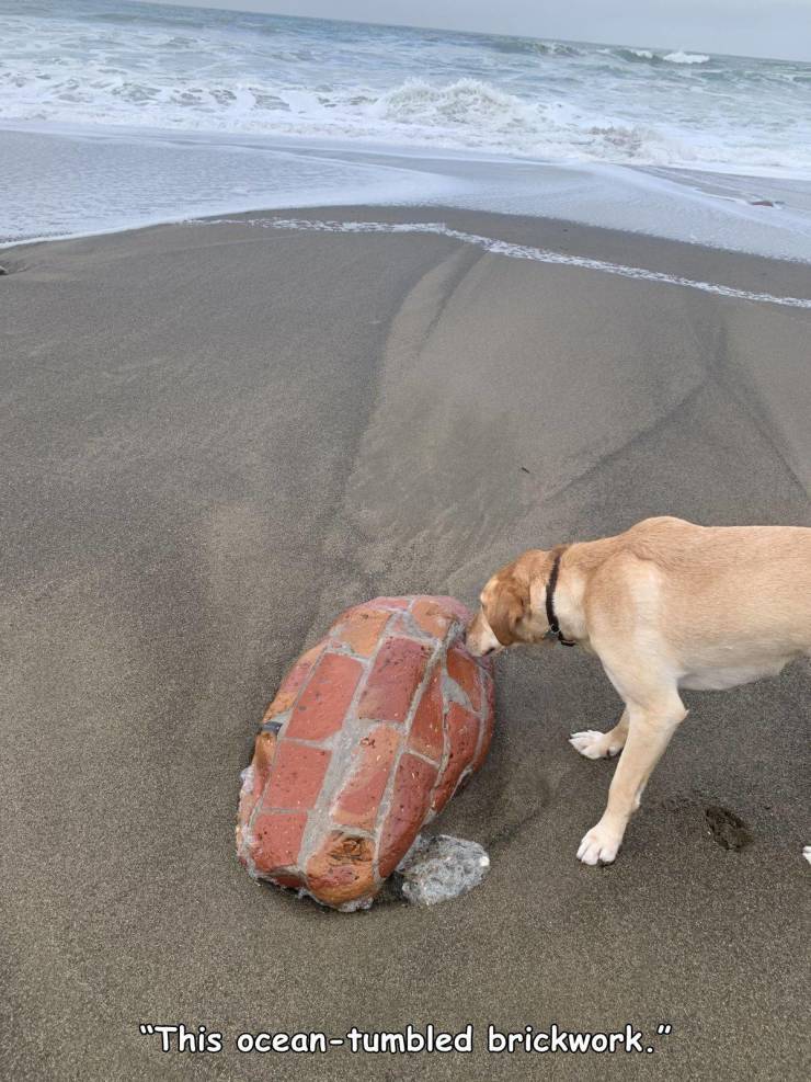 dog - "This oceantumbled brickwork."