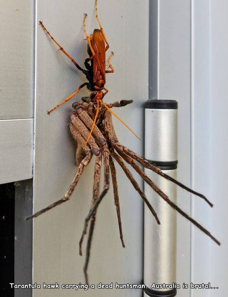 tarantula hawk huntsman spider - Tarantula hawk carrying a dead huntsman. Australia is brutal...