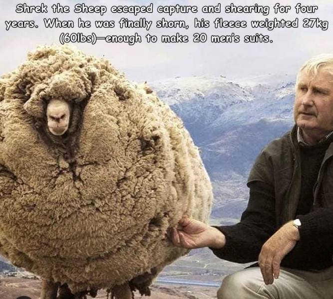 shrek the sheep - Shrek the Sheep escaped capture and shearing for four years. When he was finally shorn, his fleece weighted 27kg 60lbsenough to make 20 men's suits.