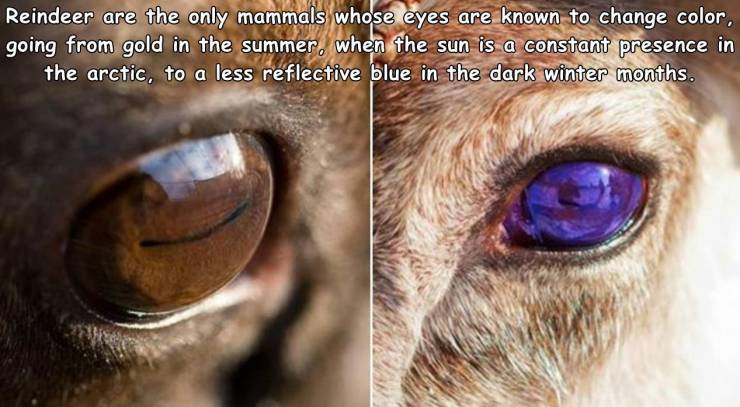 reindeer's eyes - Reindeer are the only mammals whose eyes are known to change color, going from gold in the summer. when the sun is a constant presence in the arctic, to a less reflective blue in the dark winter months.