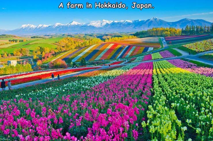 hokkaido japan - A farm in Hokkaido, Japan.