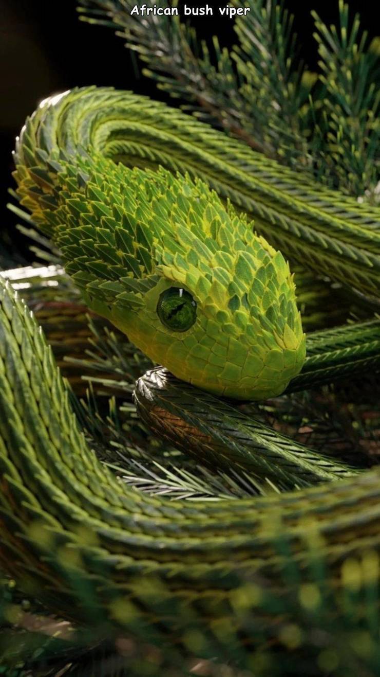 slithering emerald snake - African bush viper