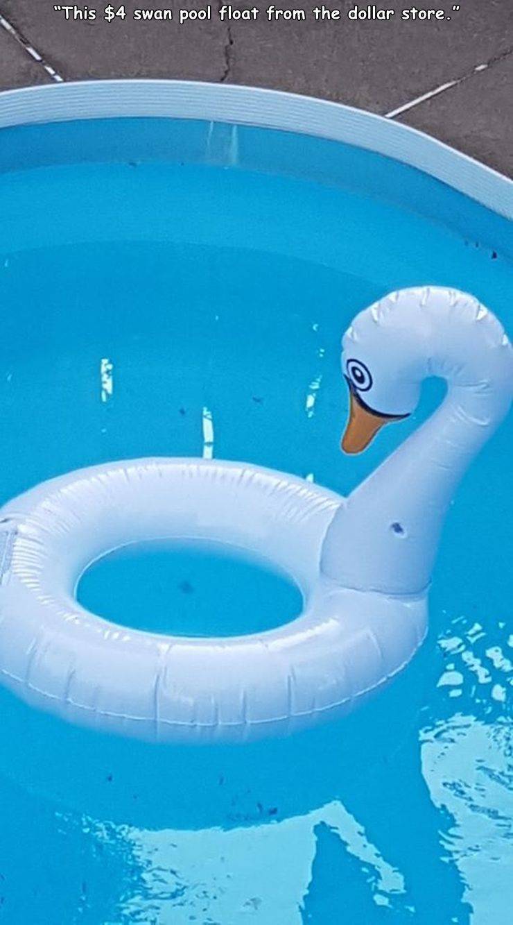swimming pool - "This $4 swan pool float from the dollar store." menu