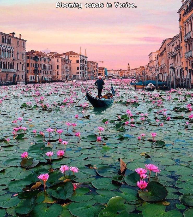 grand canal - Blooming canals in Venice. Eelesetest