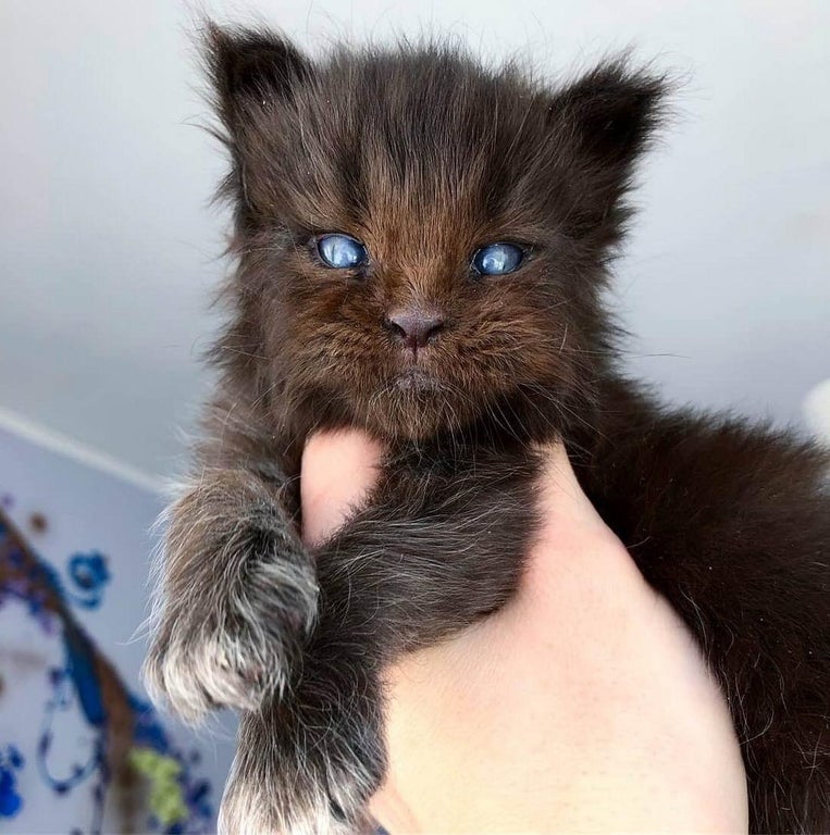 cat that looks like a werewolf