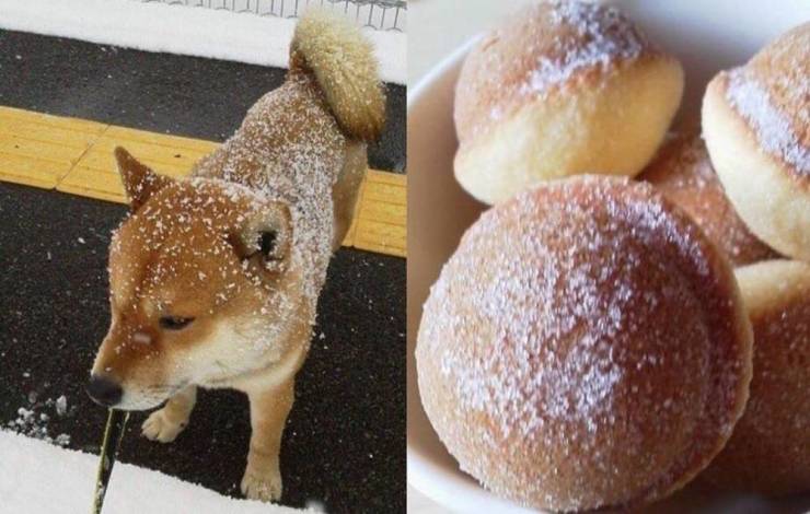shiba inu powdered donut