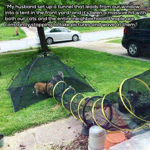 grass - "My husband set up a tunnel that leads from our window into a tent in the front yard, and it's been a massive hit with both our cats and the entire neighborhood! People are constantly stopping to take pictures and wave at them."