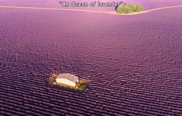 field - "An Ocean of lavender"