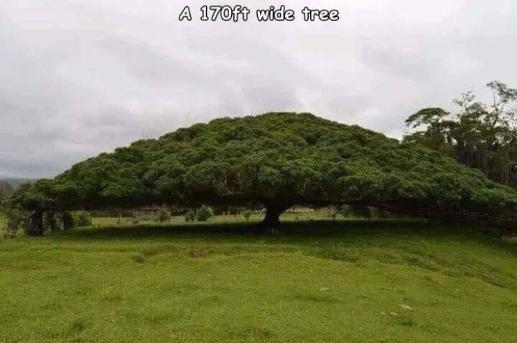 170 ft wide tree - A 170ft wide tree
