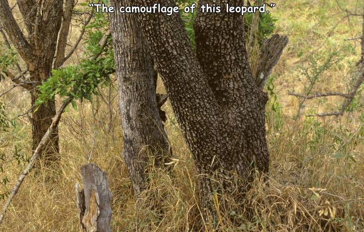 animal camouflage - "The camouflage of this leopard."