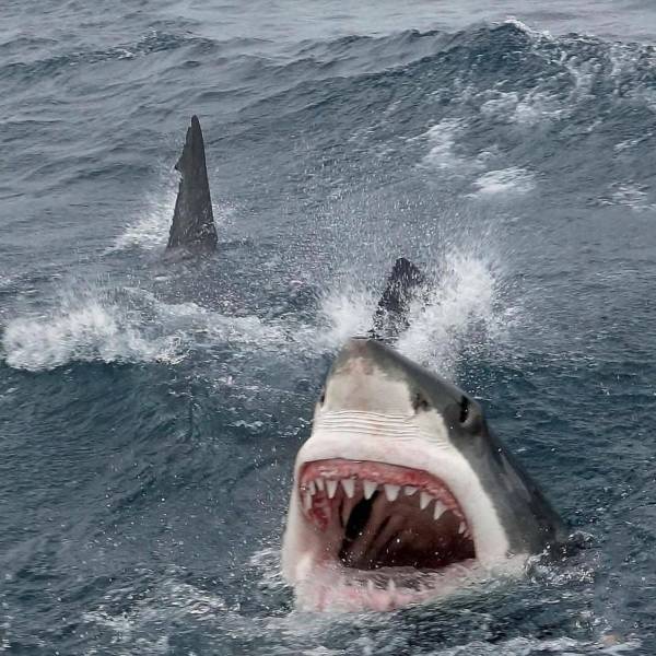 ferocious great white shark