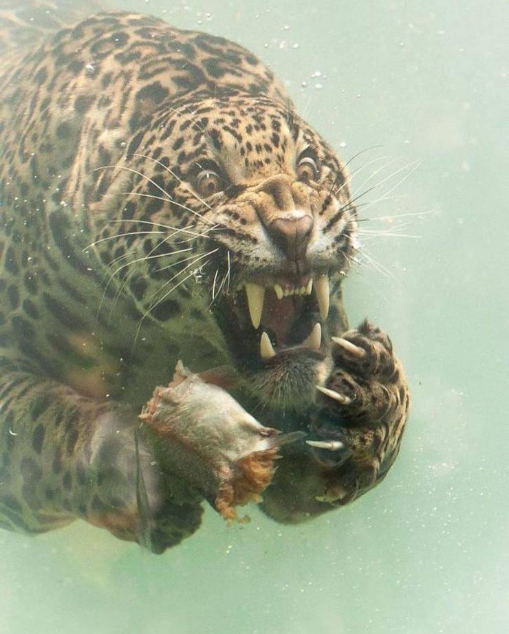 jaguar eating underwater