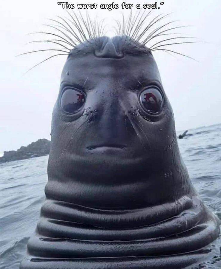seal looking up - "The worst angle for a seal.