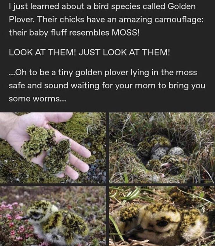 Walking on Moss - I just learned about a bird species called Golden Plover. Their chicks have an amazing camouflage their baby fluff resembles Moss! Look At Them! Just Look At Them! ...Oh to be a tiny golden plover lying in the moss safe and sound waiting
