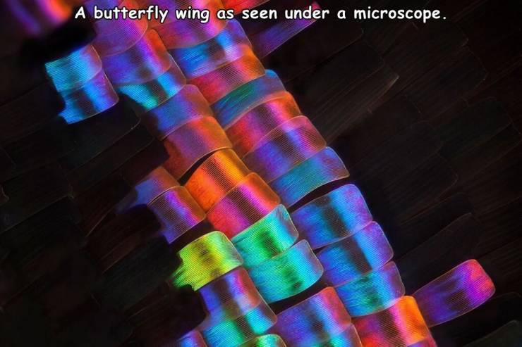 butterfly microscopic wing - A butterfly wing as seen under a microscope.