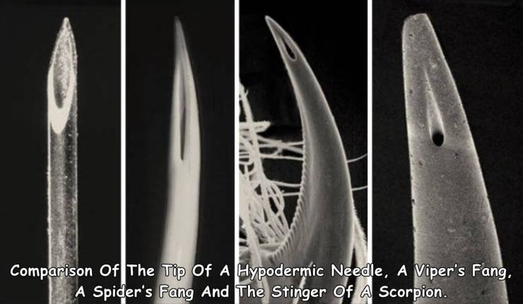 hypodermic needle electron microscope - Comparison Of The Tip Of A Hypodermic Needle, A Viper's Fang. A Spider's Fang And The Stinger Of A Scorpion.