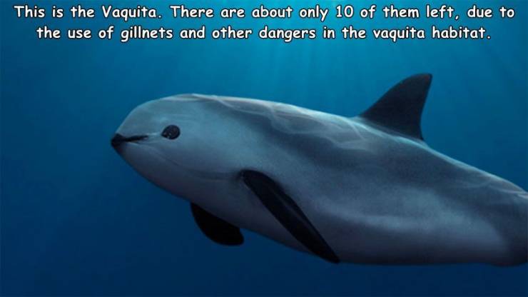 marine biology - This is the Vaquita. There are about only 10 of them left, due to the use of gillnets and other dangers in the vaquita habitat.