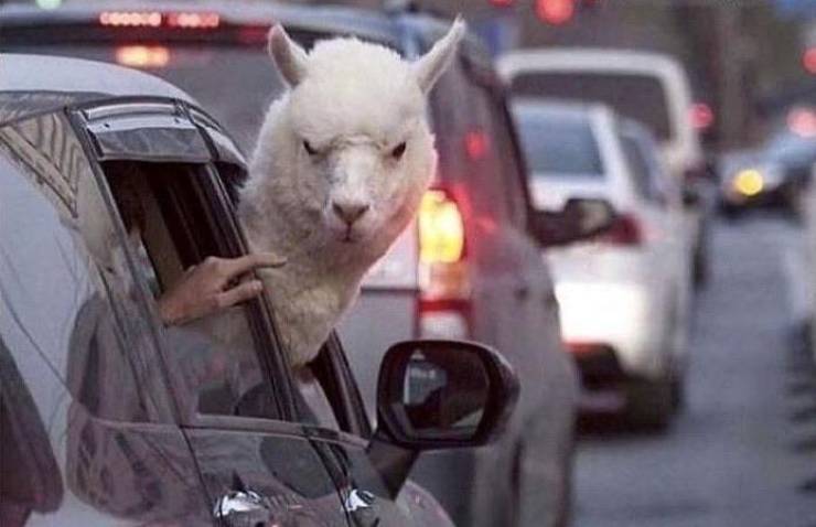 angry alpaca in car