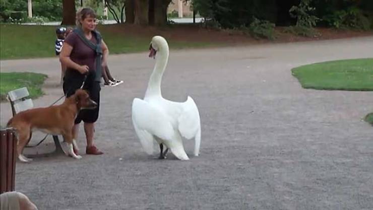 mean swan