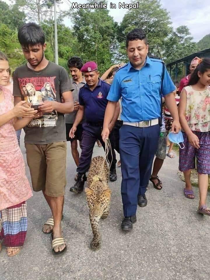 pet - Meanwhile in Nepal