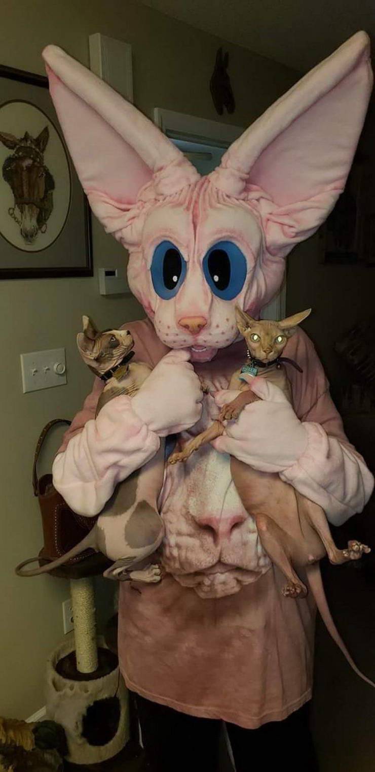 cursed cat reddit