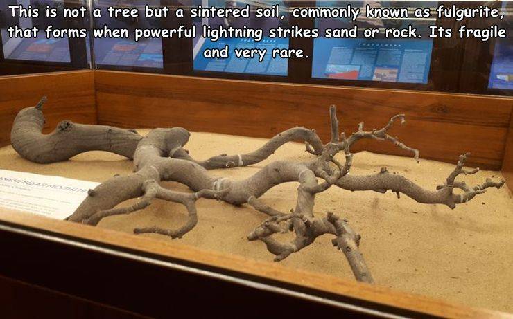 Fulgurite - This is not a tree but a sintered soil, commonly known as fulgurite, that forms when powerful lightning strikes sand or rock. Its fragile and very rare.