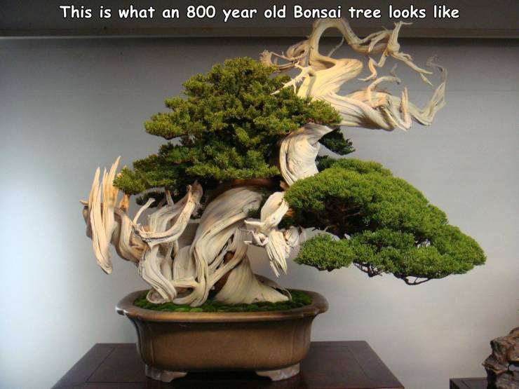 800 year old bonsai tree - This is what an 800 year old Bonsai tree looks