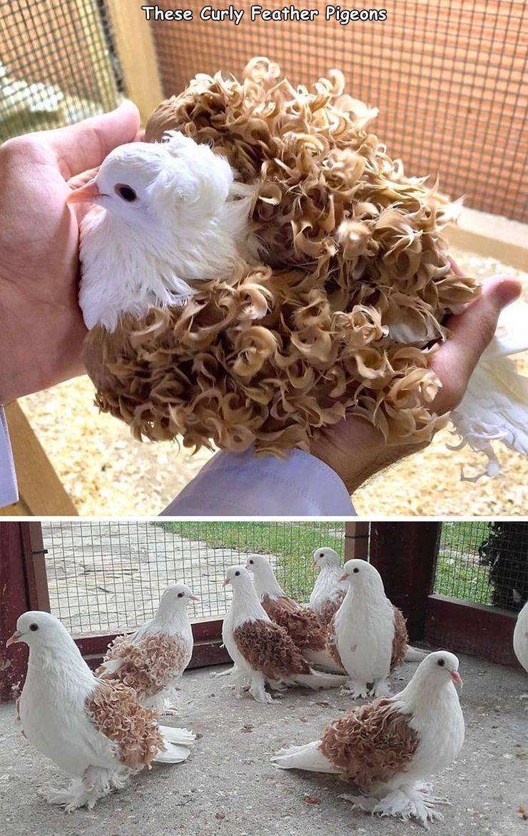types of pigeons - These Curly Feather Pigeons