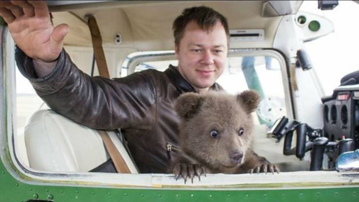 russian bear pilot