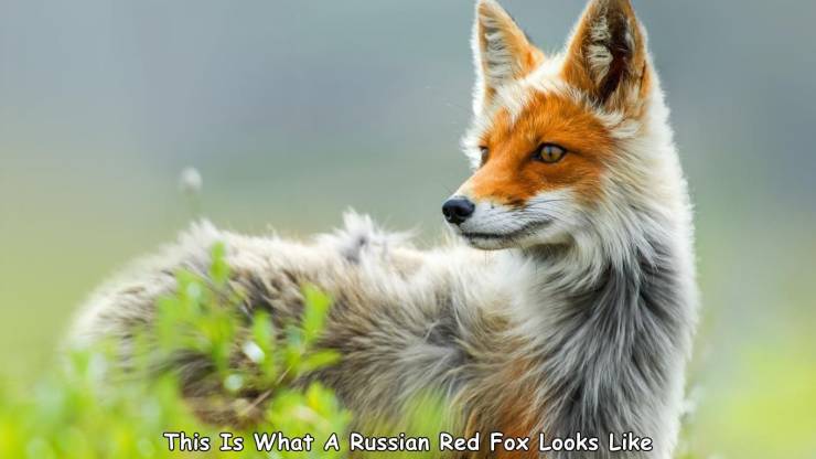 red fox - This Is What A Russian Red Fox Looks