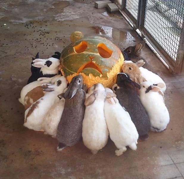 rabbits pumpkin