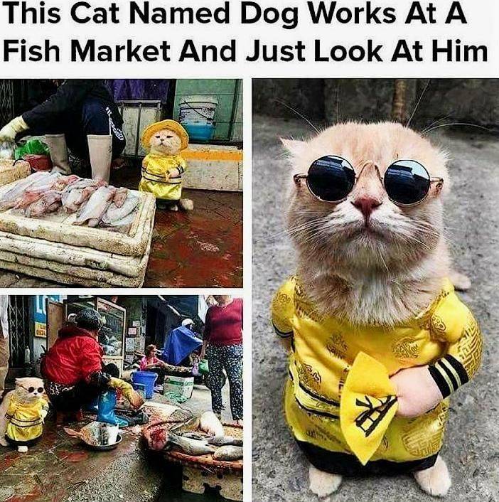 cat named dog - This Cat Named Dog Works At A Fish Market And Just Look At Him ca