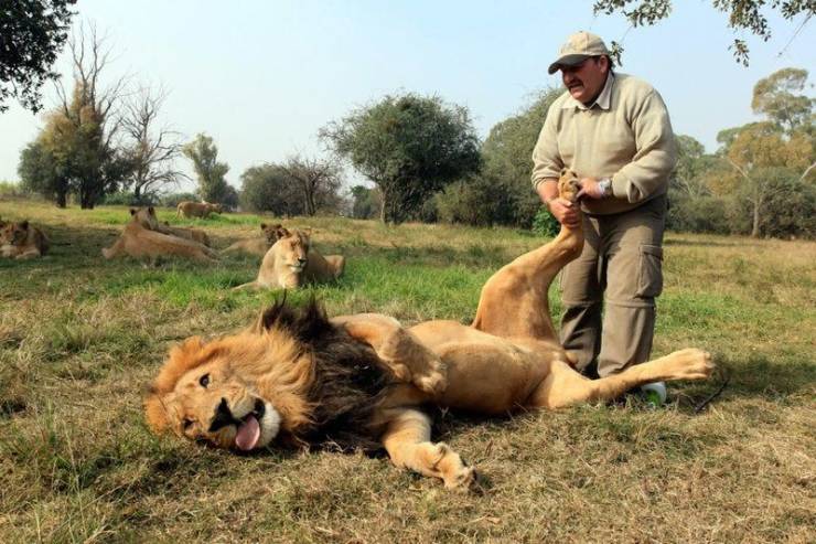 funny foot massage lion