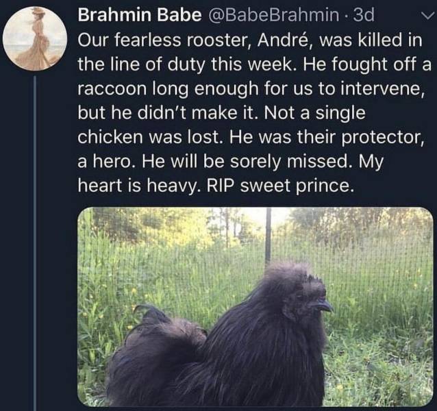 Our fearless rooster, Andr, was killed in the line of duty this week. He fought off a raccoon long enough for us to intervene, but he didn't make it. Not a single chicken was lost. He was their protector, a hero. He will be sor