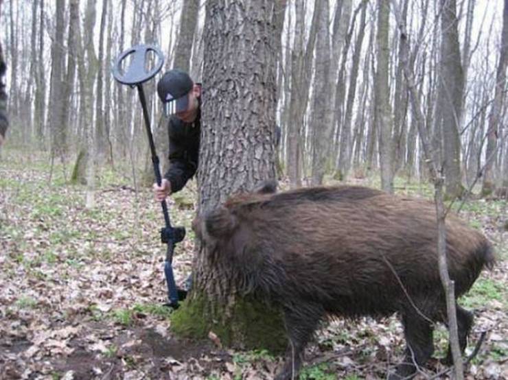 guy with metal detector meeting wild hog in the woods