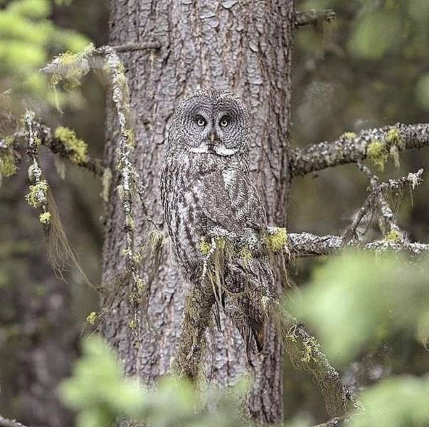 great grey owl hiding against tree bark