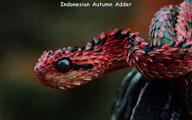 Indonesian Autumn Adder snake with red scales that looks like a dragon