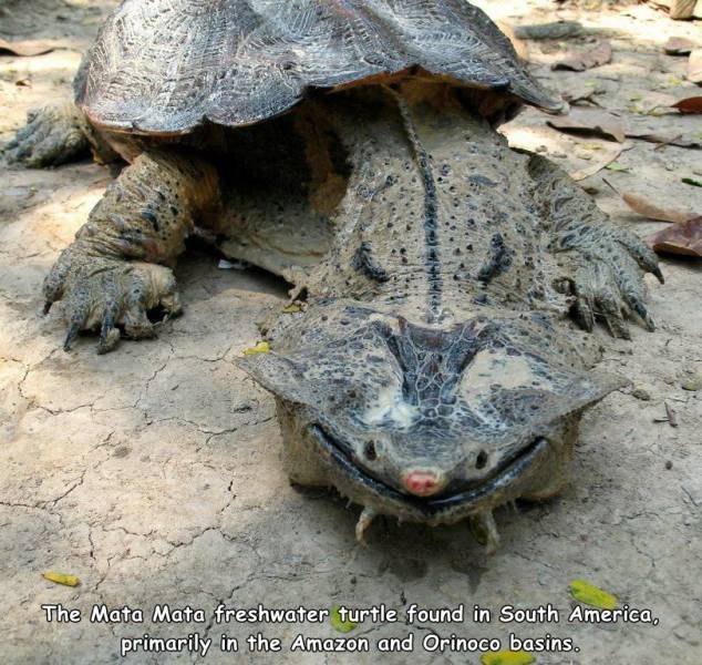 mata mata - The Mata Mata freshwater turtle found in South America, primarily in the Amazon and Orinoco basins.