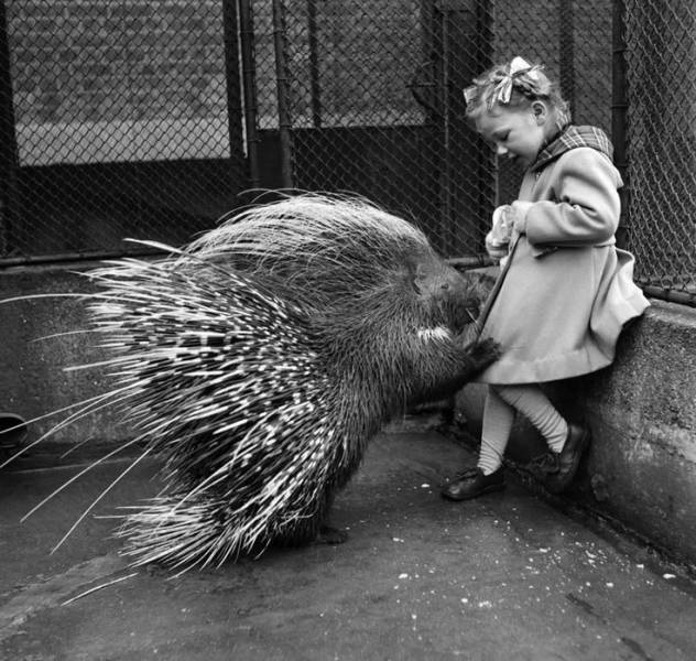 little girl and porcupine