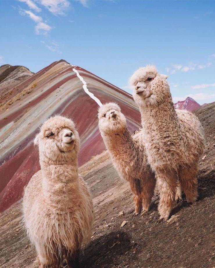 alpacas on rainbow mountain peru