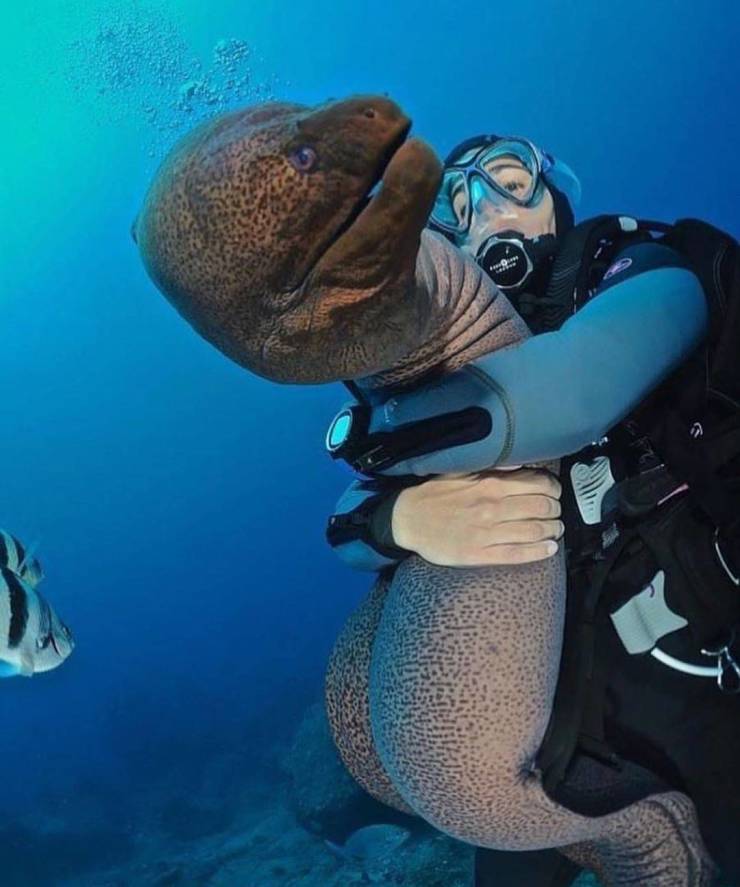 diver hugging eel